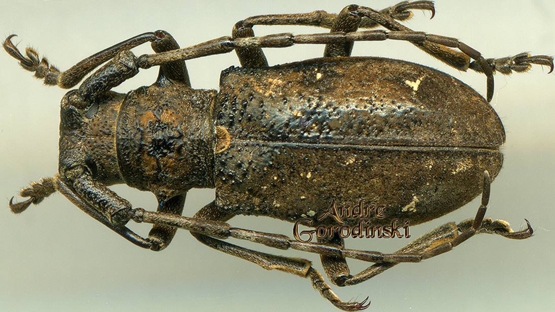 http://www.gorodinski.ru/cerambyx/Lamiodorcadion annulipes.jpg